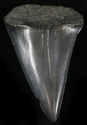 Fossil Mako Shark Tooth - Virginia #25687